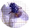 Phaonia sp.